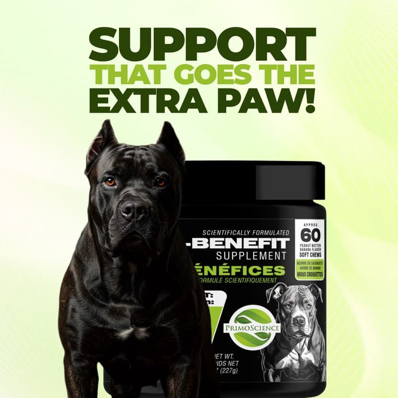 A Cane Corso standing beside the PrimoScience K9 Multi-Benefit Supplement jar