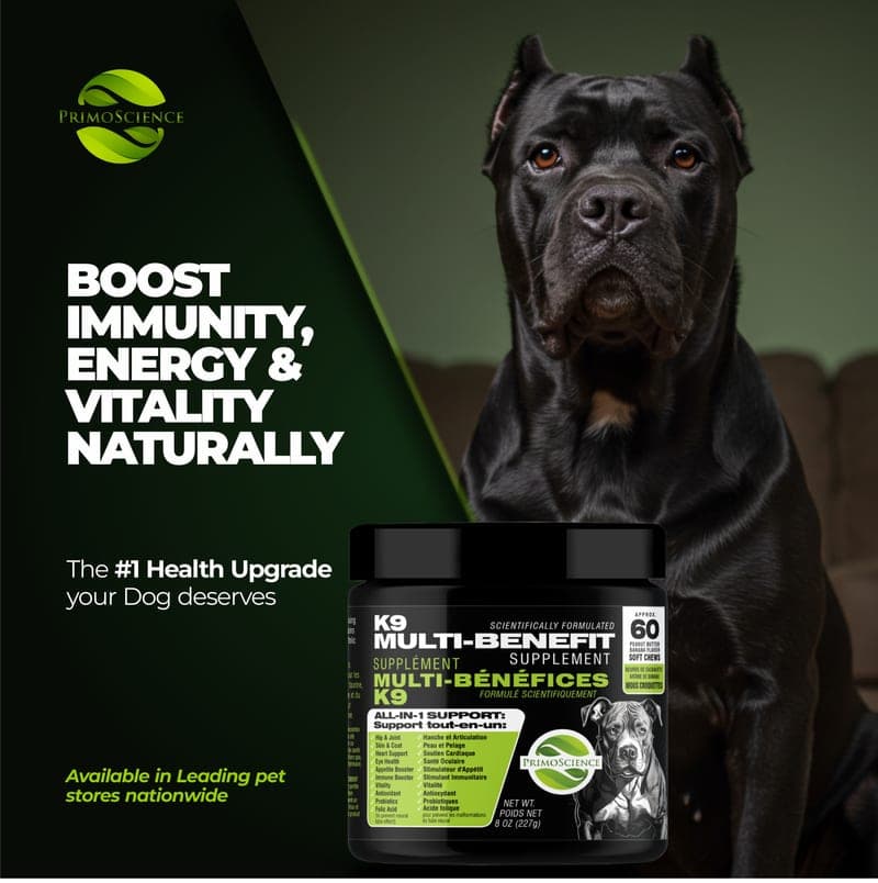 A Cane Corso portrait beside the PrimoScience K9 Multi-Benefit Supplement jar