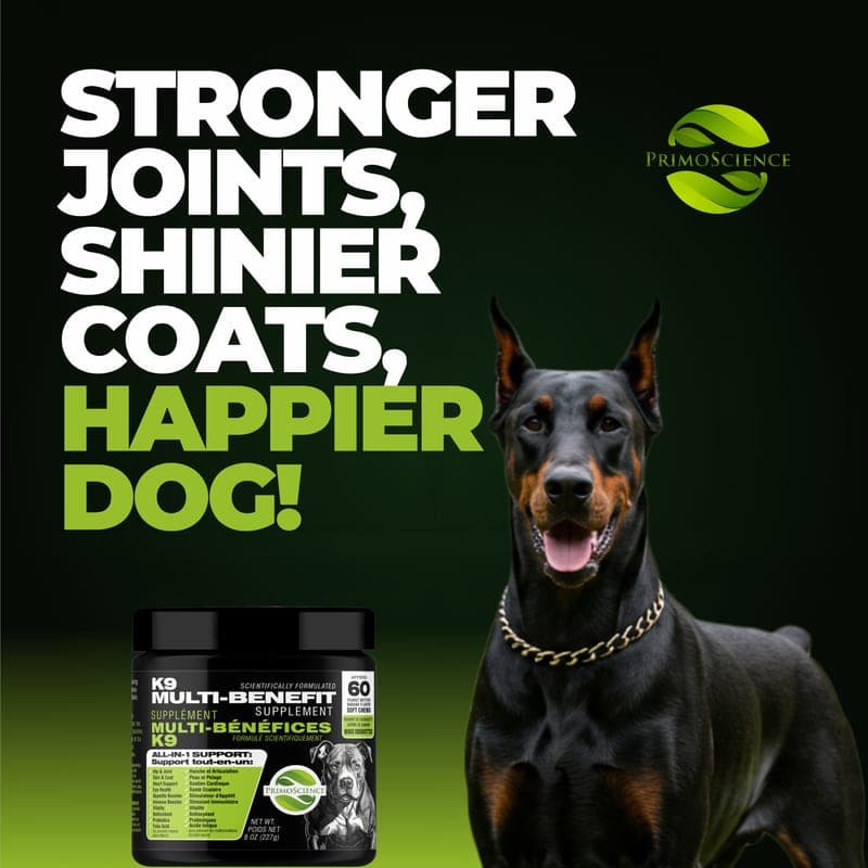A Doberman with the PrimoScience K9 Multi-Benefit Supplement jar